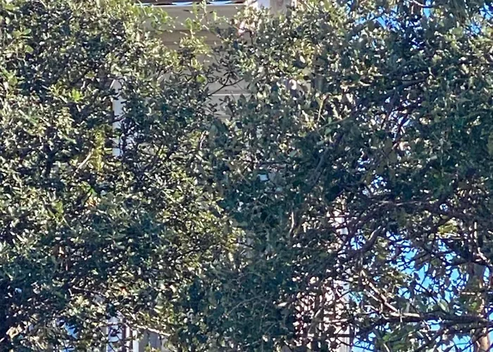 Notre Paradis Kemp *